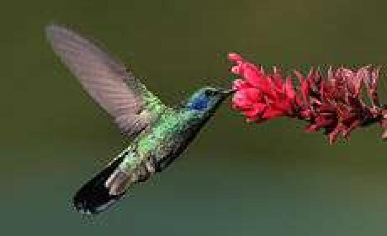 colibri